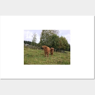 Scottish Highland Cattle Calves 1536 Posters and Art